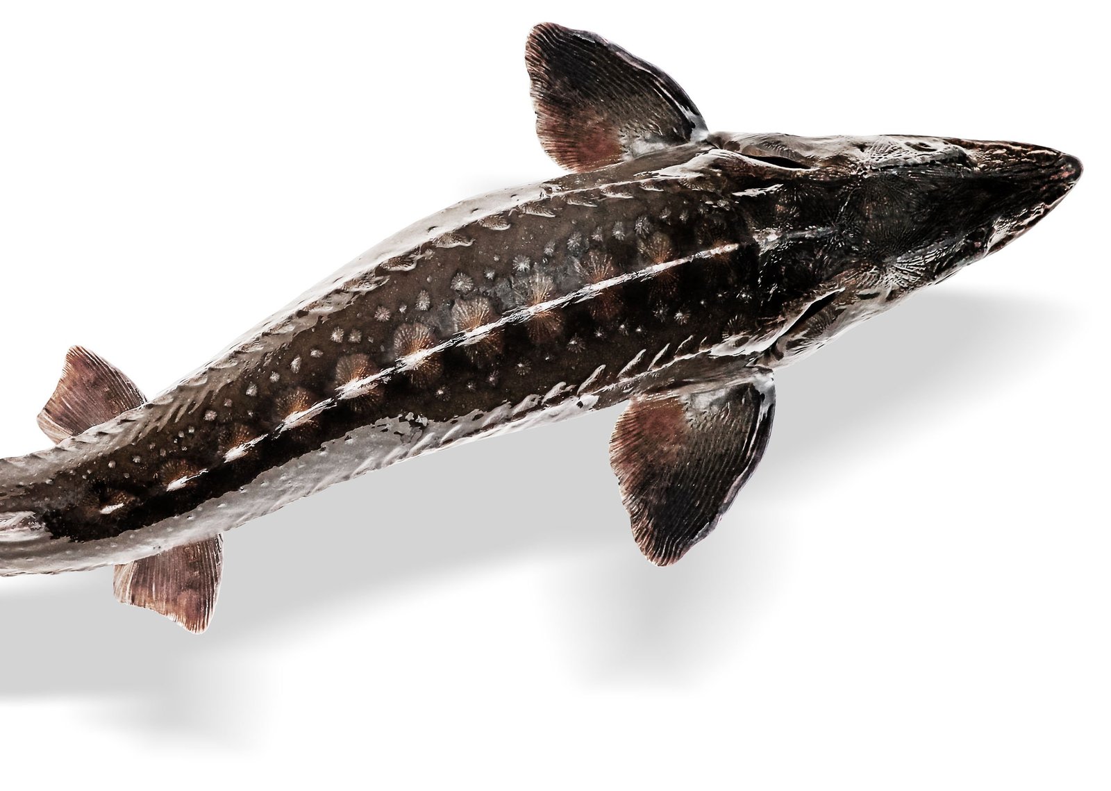 sturgeon-01